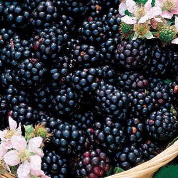 Rubus 'Black Satin' Blackberry
