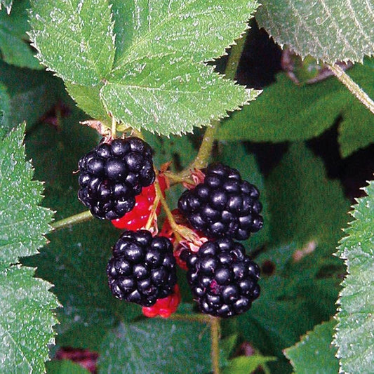 Rubus 'Black Satin' Blackberry