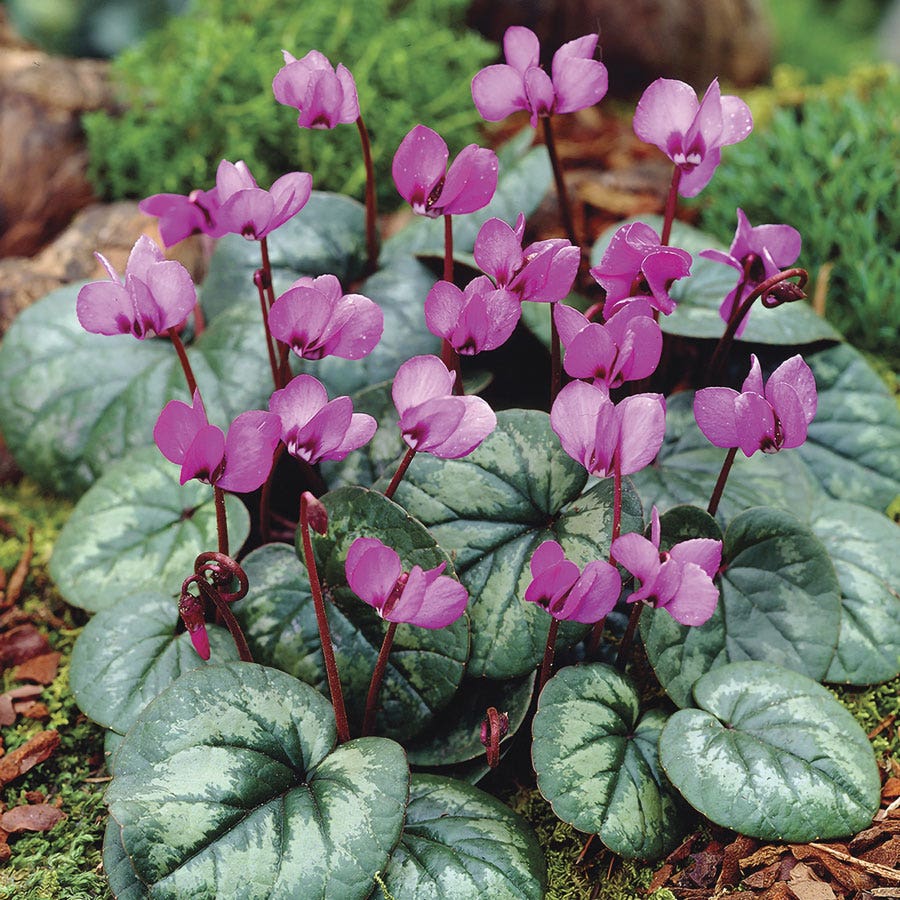 Cyclamen coum Persian Violet Bulbs