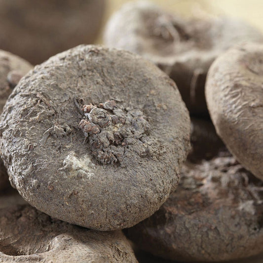 Cyclamen coum Persian Violet Bulbs