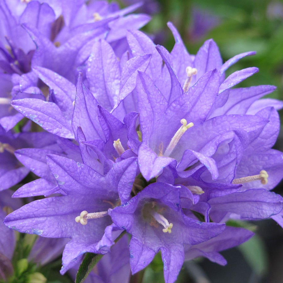 Campanula 'Freya'