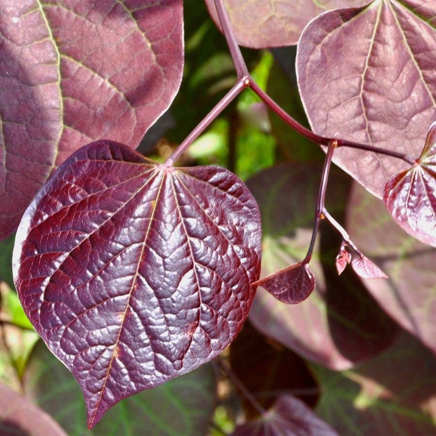 Cercis 'Ruby Falls'