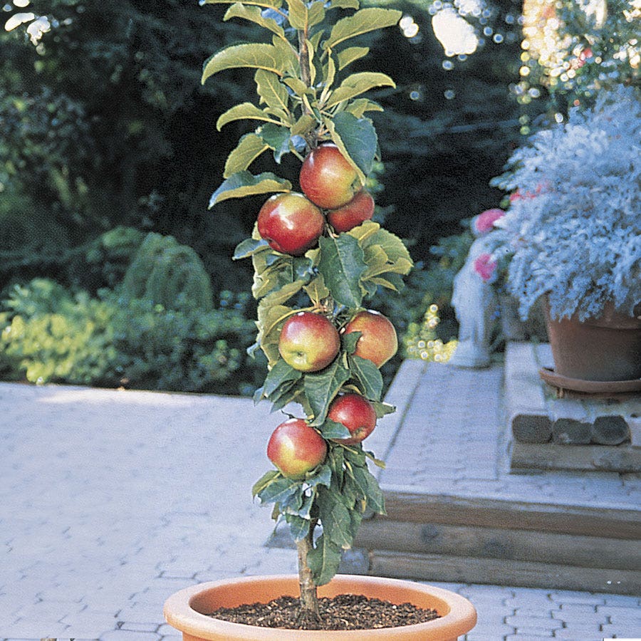 Scarlet Sentinel™ Malus Columnar Apple Tree
