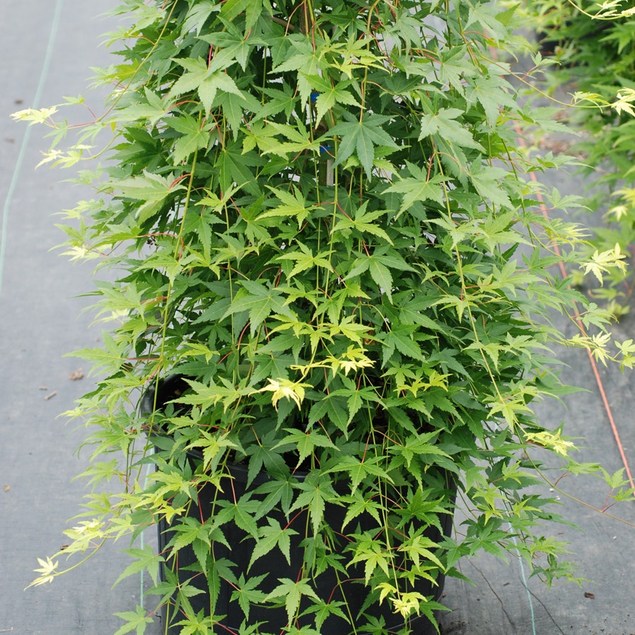 Acer 'Ryusen'