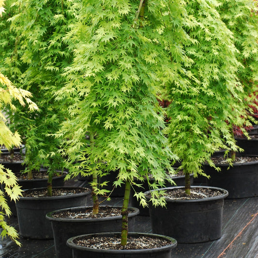 Acer 'Ryusen'