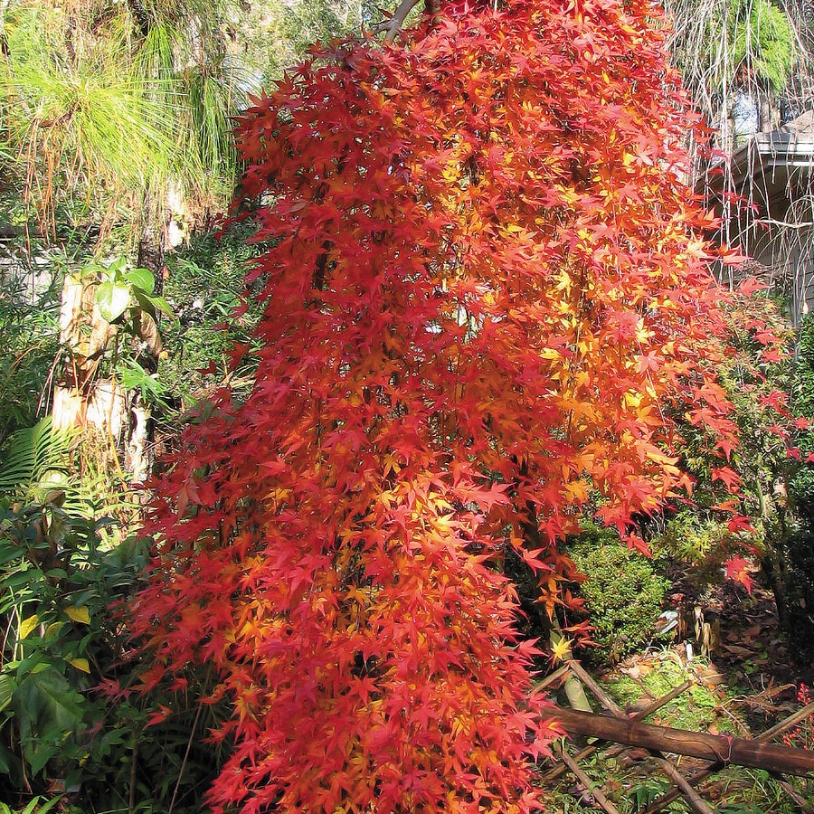 Acer 'Ryusen'