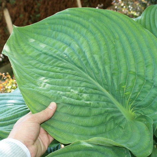 Hosta Shadowland® 'Empress Wu' Plantain Lily