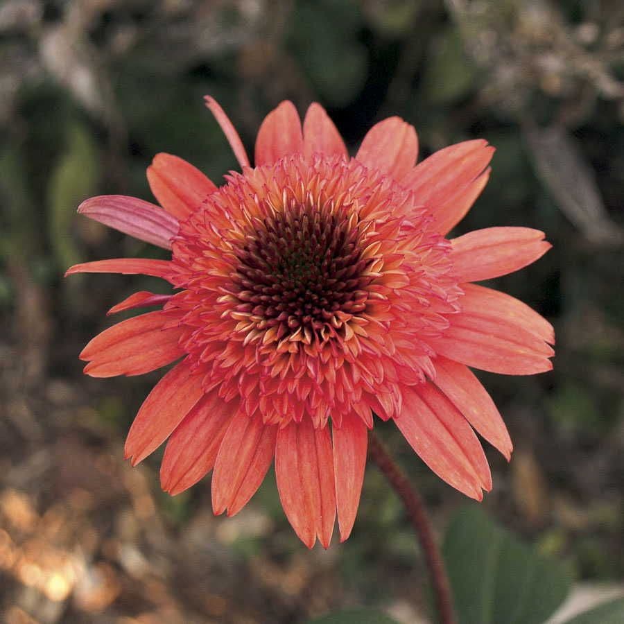 Echinacea Cone-fections™ 'Raspberry Truffle'