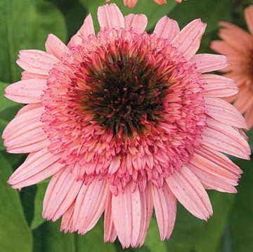 Echinacea Cone-fections™ 'Raspberry Truffle'