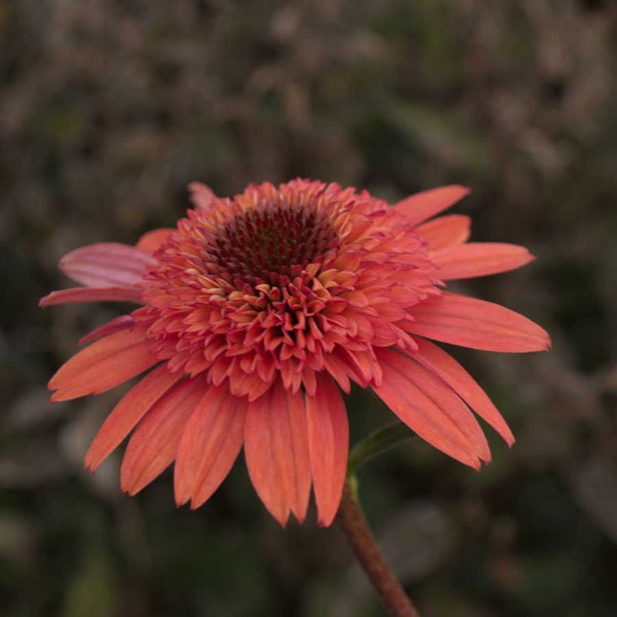 Echinacea Cone-fections™ 'Raspberry Truffle'