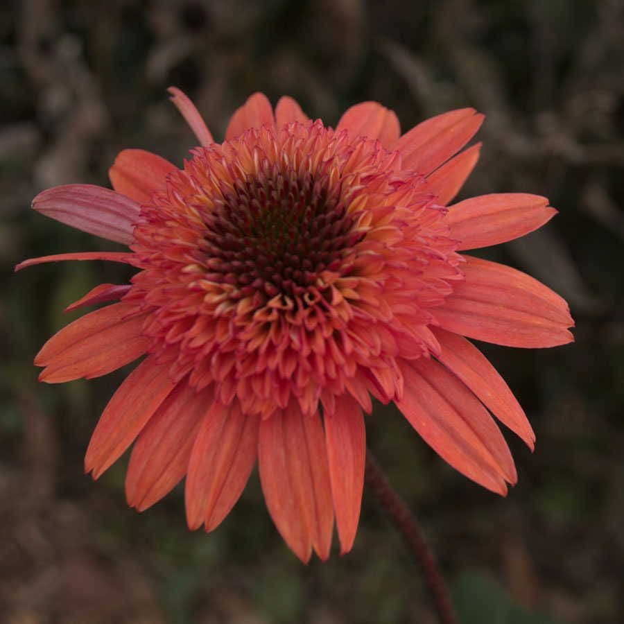 Echinacea Cone-fections™ 'Raspberry Truffle'