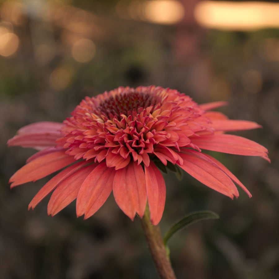 Echinacea Cone-fections™ 'Raspberry Truffle'