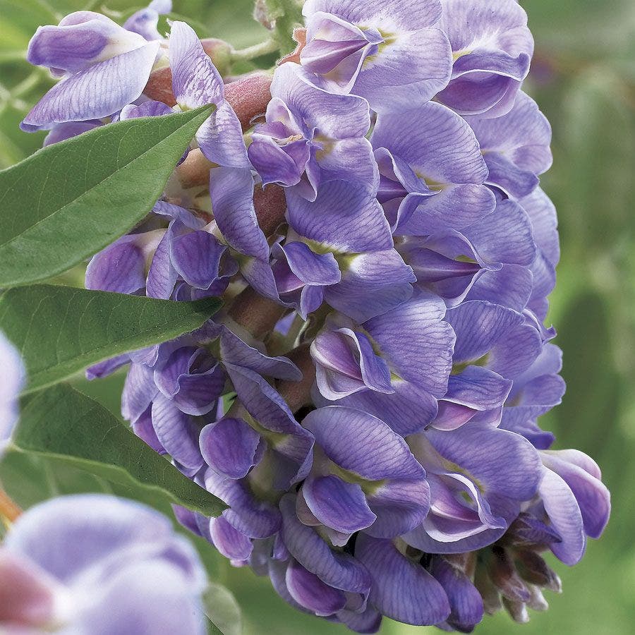 Wisteria 'Amethyst Falls'