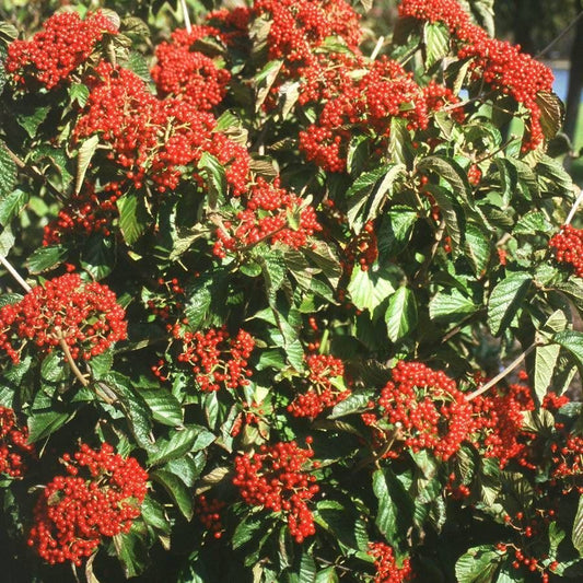 Viburnum Cardinal Candy®