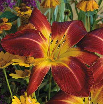 Hemerocallis Ruby Spider