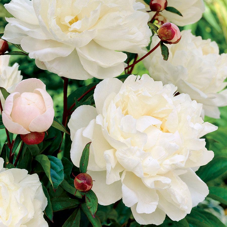 Paeonia 'Gardenia'