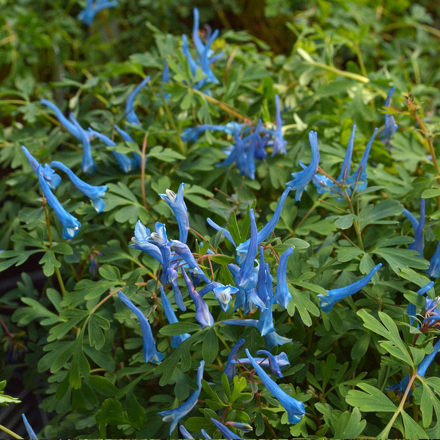 Corydalis 'Blue Heron'