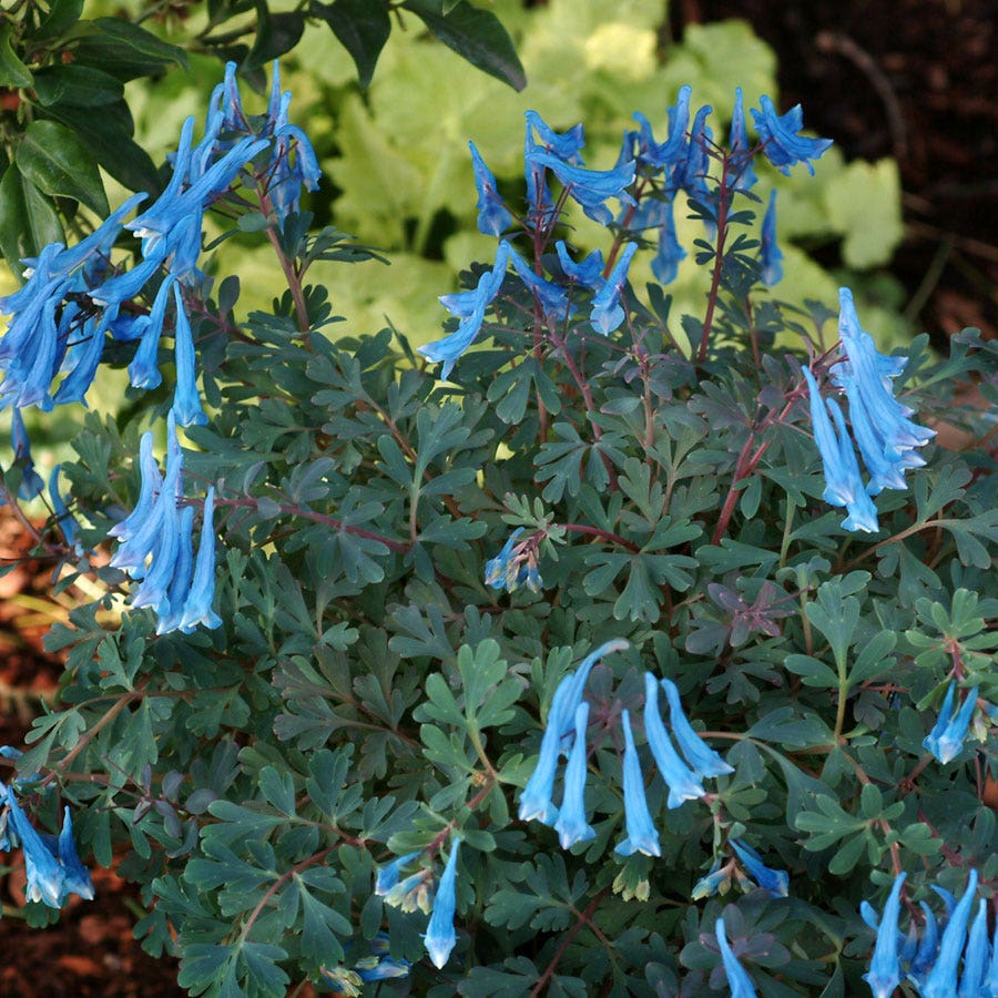 Corydalis 'Blue Heron'