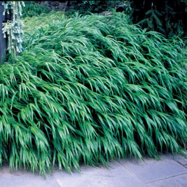 Hakonechloa macra Japanese Forest Grass Plant