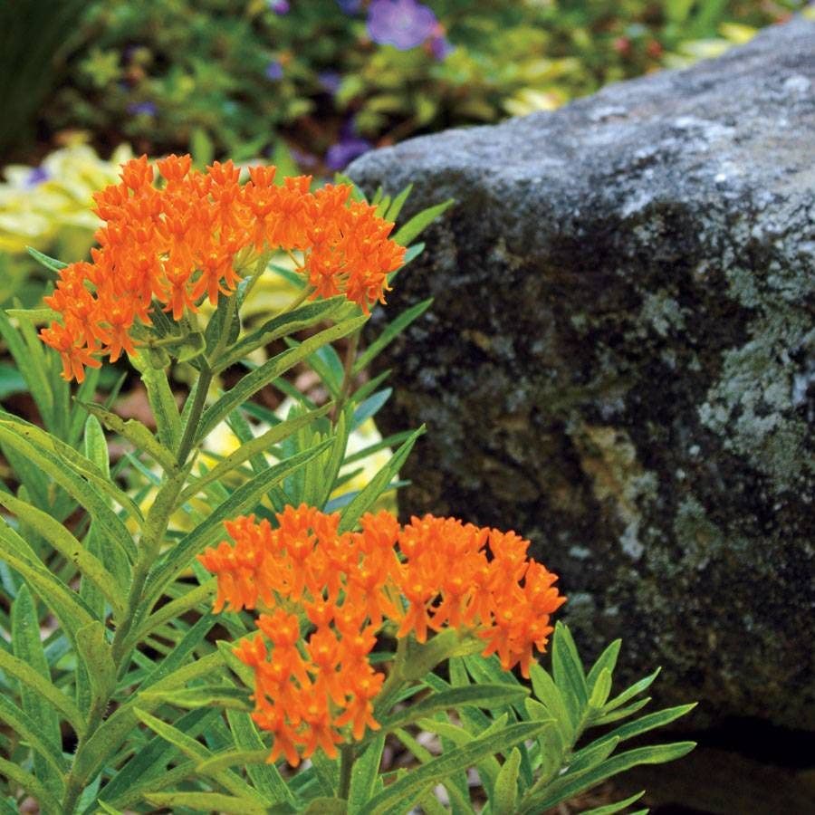 Asclepias tuberosa