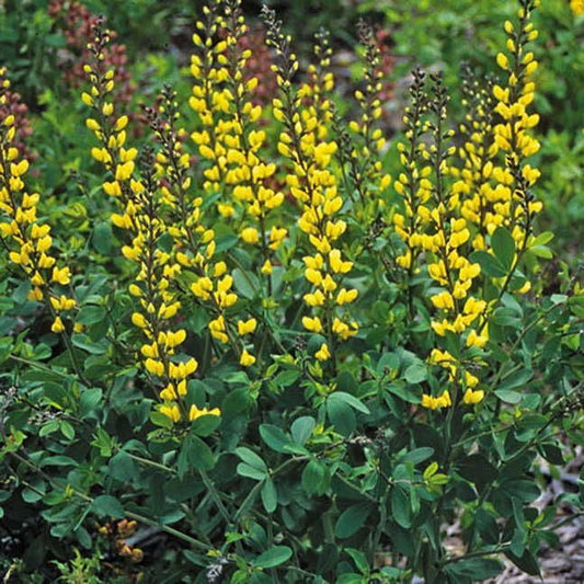 Baptisia Decadence® 'Lemon Meringue' False Indigo
