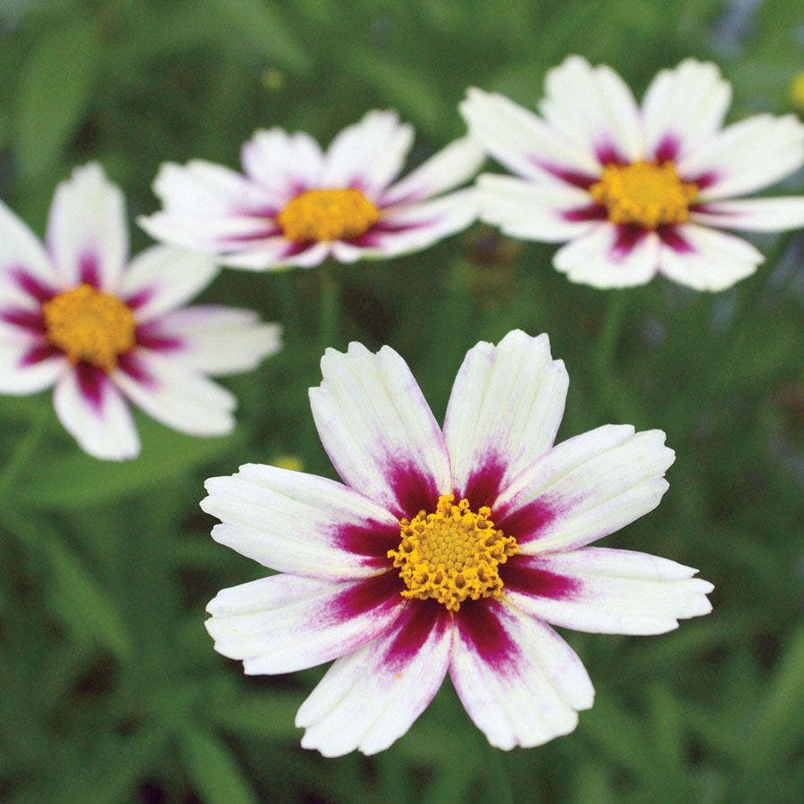 Coreopsis Big Bang™ 'Star Cluster'