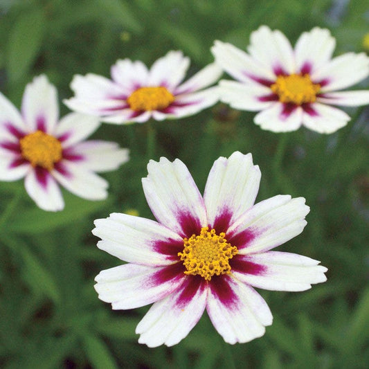Coreopsis Big Bang™ 'Star Cluster'