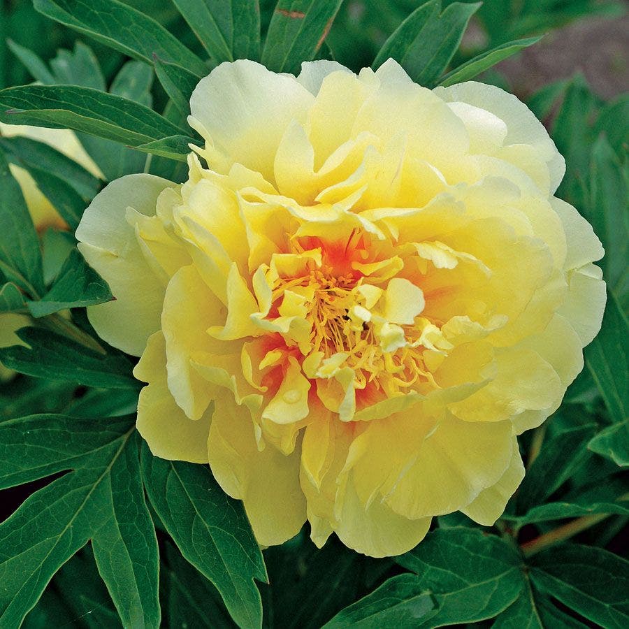 Paeonia Itoh 'Bartzella'