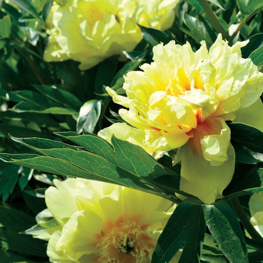 Paeonia Itoh 'Bartzella'