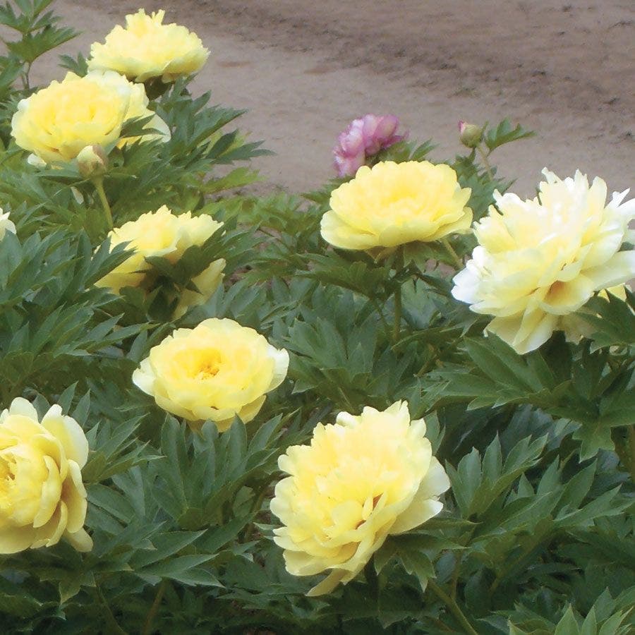 Paeonia Itoh 'Bartzella'