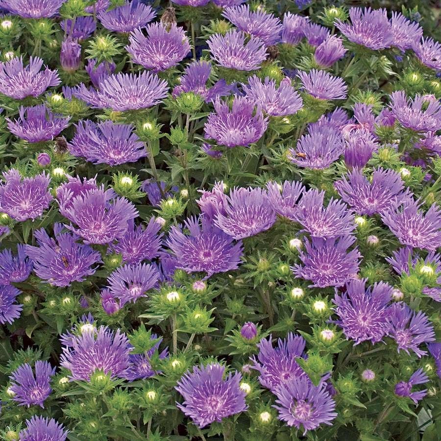 Stokesia 'Peachie's Pick'