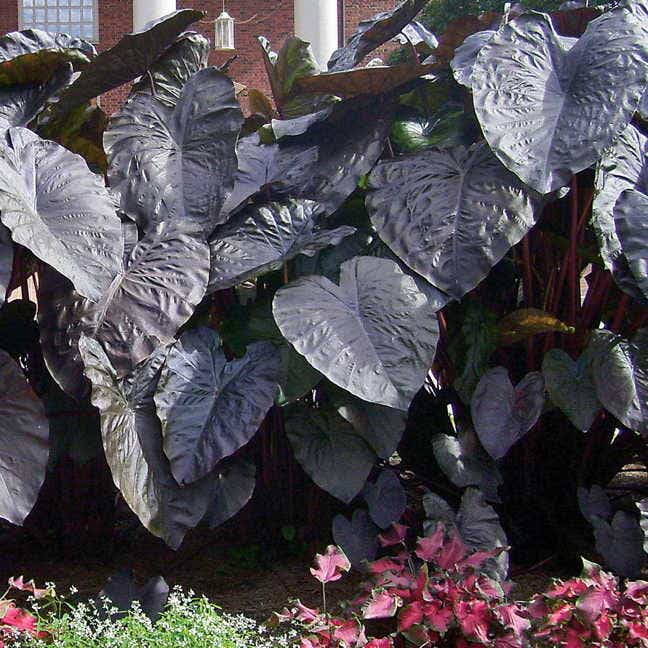 Colocasia 'Diamond Head'