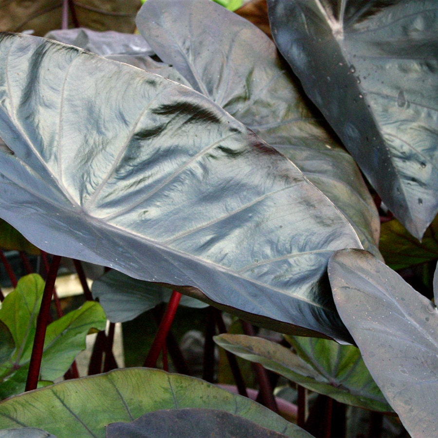 Colocasia 'Diamond Head'