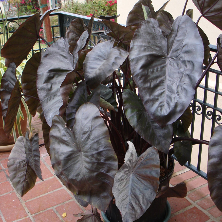Colocasia 'Diamond Head'