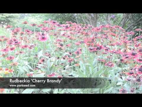 Rudbeckia 'Cherry Brandy'
