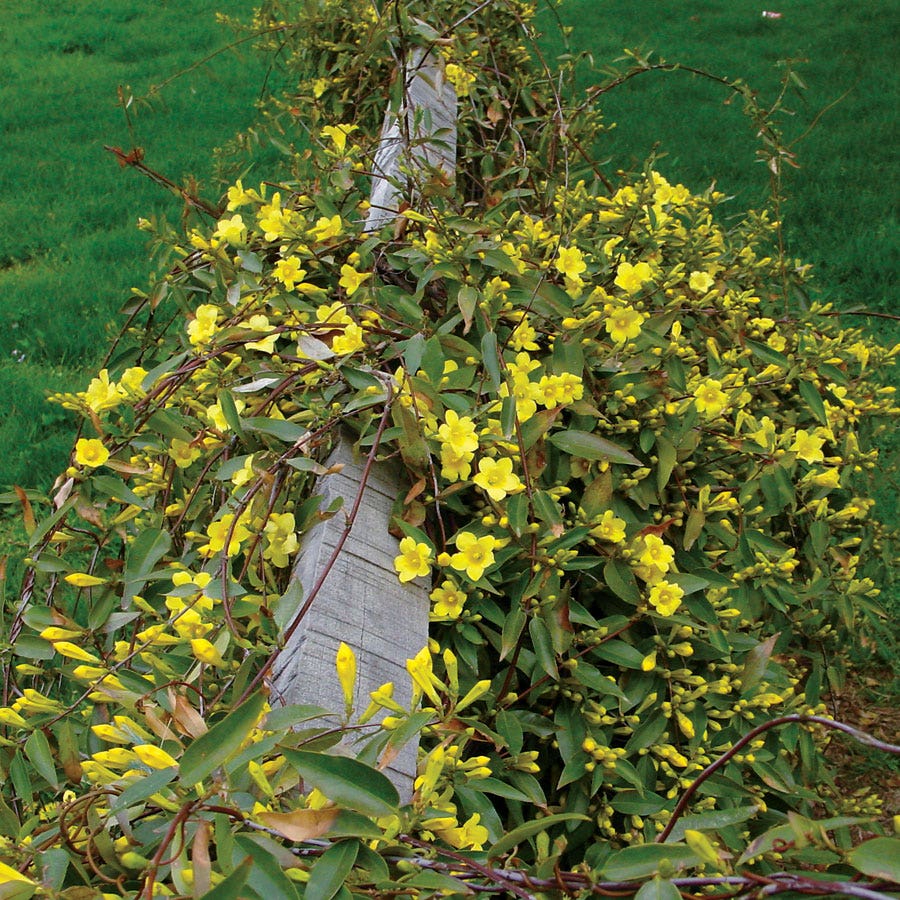 Gelsemium 'Margarita'