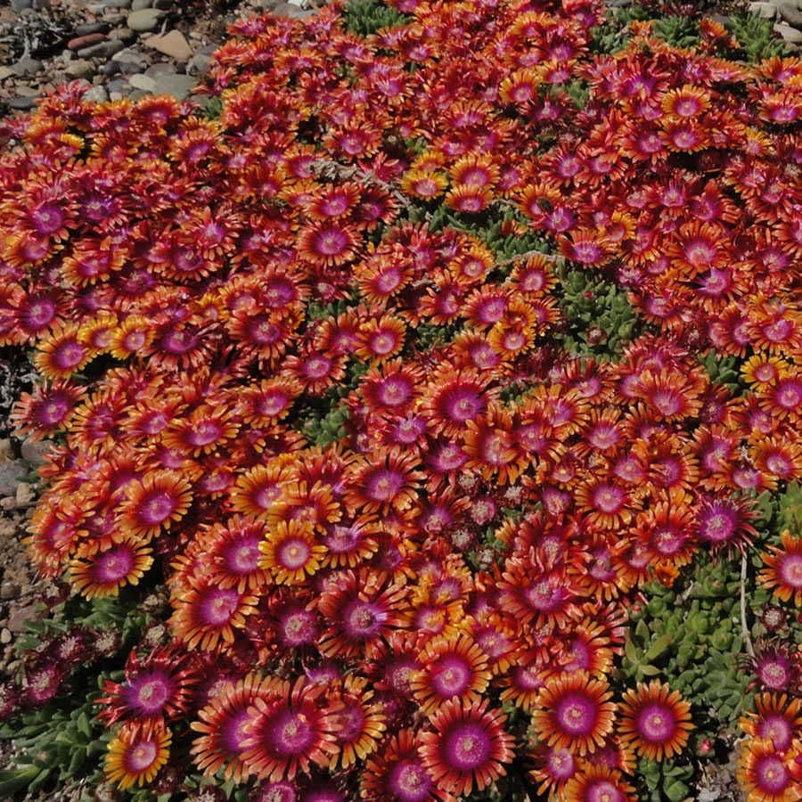 Delosperma Fire Spinner® Ice Plant