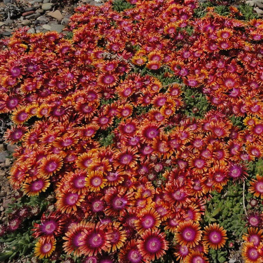 Delosperma Fire Spinner® Ice Plant