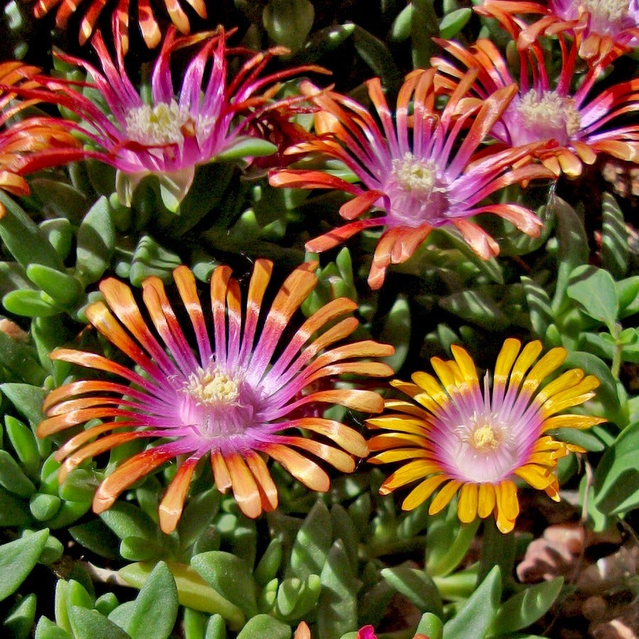 Delosperma Fire Spinner® Ice Plant