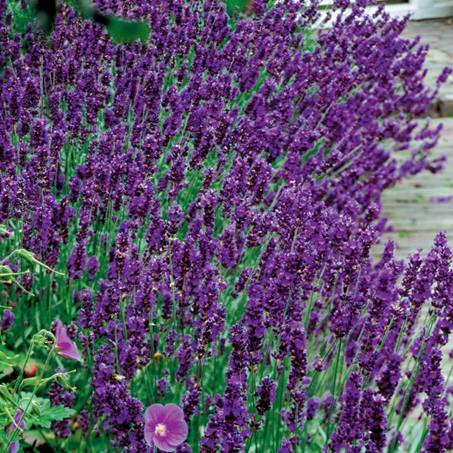 hidcote blue lavender plants Lavender 'Hidcote Blue'