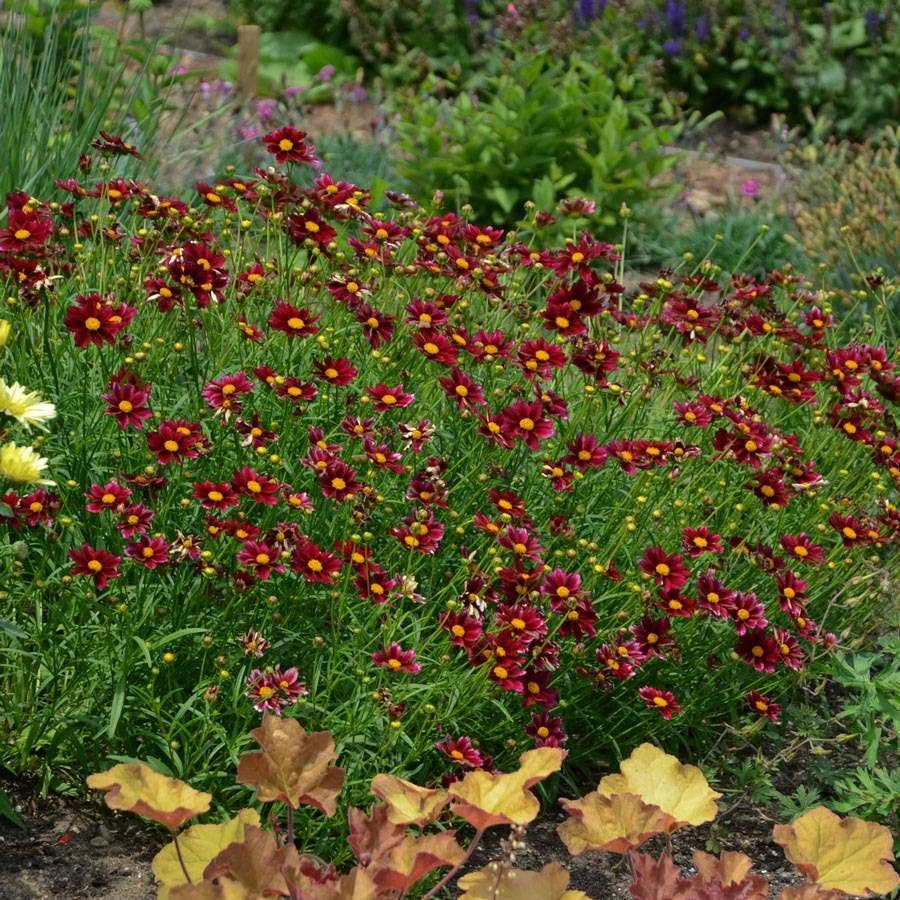 Coreopsis Big Bang™ 'Mercury Rising'