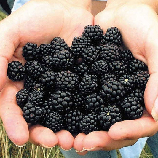 Arapaho Blackberry Shrub