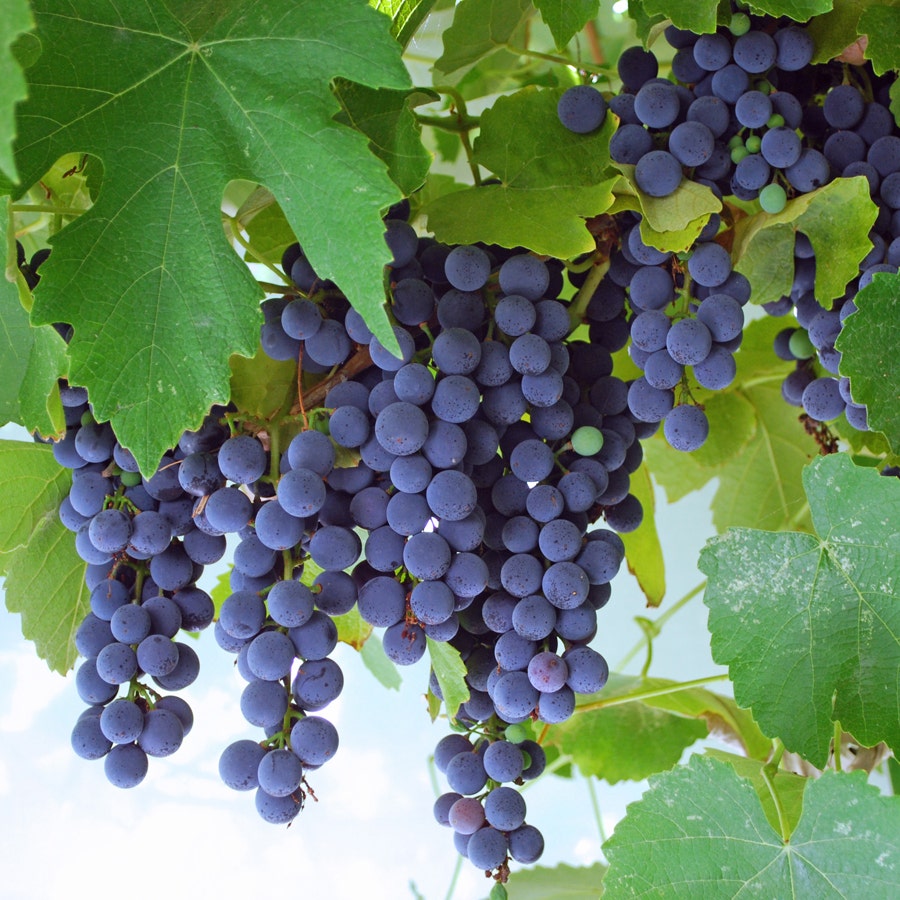 Vitis 'Concord' Grape