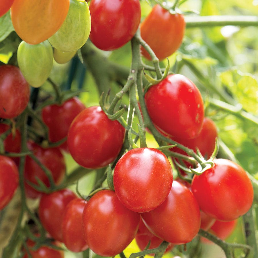 Fantastico Hybrid Grape Tomato Seeds
