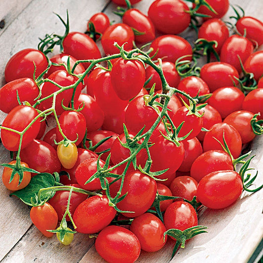 Fantastico Hybrid Grape Tomato Seeds