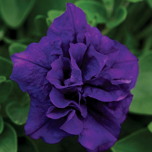 Petunia Double Wave® Blue Velvet