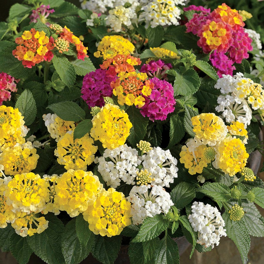 Lemon Meringue Lantana Combination
