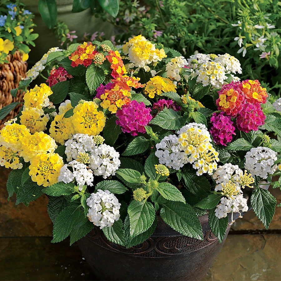 Lemon Meringue Lantana Combination