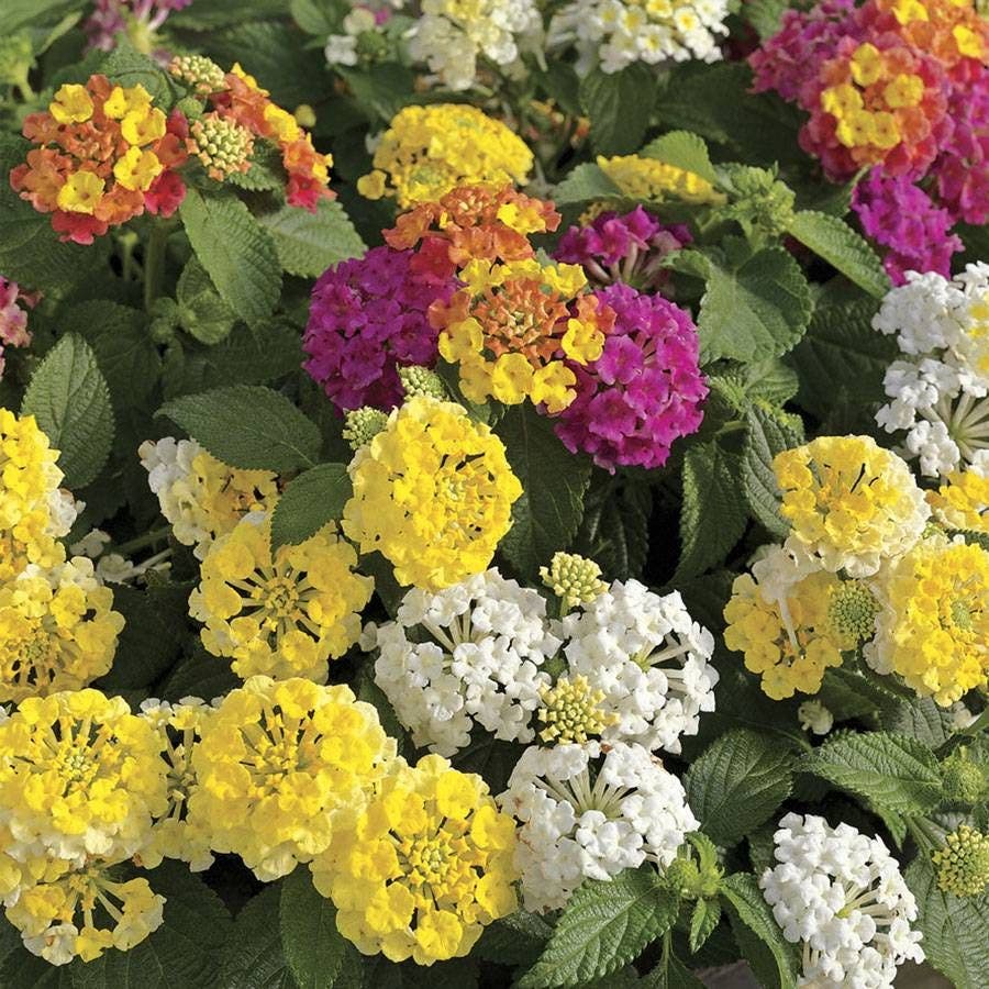 Lemon Meringue Lantana Combination
