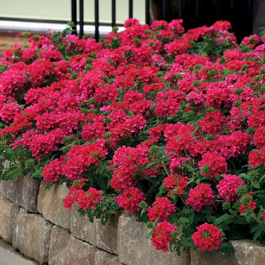 Verbena EnduraScape™ Hot Pink